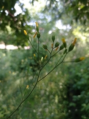 Lapsana communis