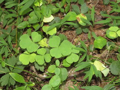 Oxalis illinoensis