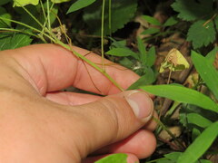 Oxalis illinoensis