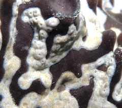 Epizoanthus sabulosus image