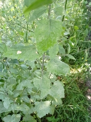 Lapsana communis