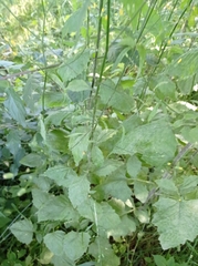 Lapsana communis
