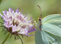 Gonepteryx cleopatra