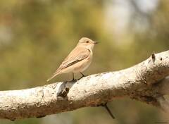 Muscicapa striata