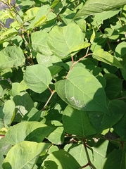 Reynoutria japonica