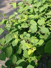 Reynoutria japonica