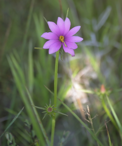 Image of Sabatia gentianoides by (c) Lauren McLaurin, some rights reserved (CC BY)