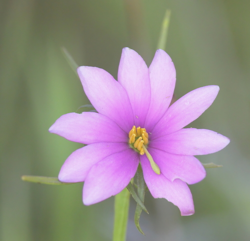 Image of Sabatia gentianoides by (c) Lauren McLaurin, some rights reserved (CC BY)