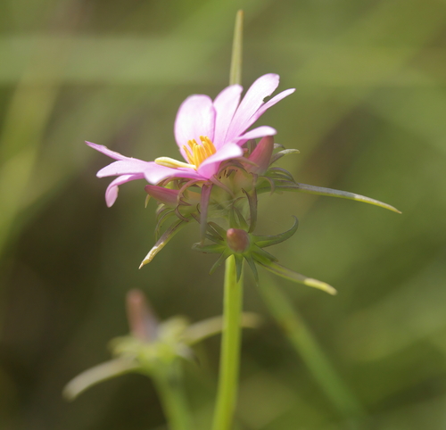 Image of Sabatia gentianoides by (c) Lauren McLaurin, some rights reserved (CC BY)
