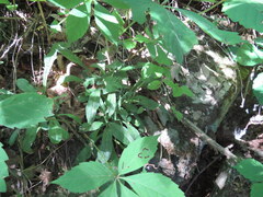 Silene virginica