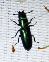 Temnoscheila virescens