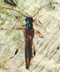 Necydalis major