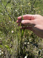 Platanthera blephariglottis