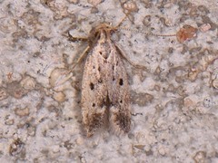 Neodactylota liguritrix