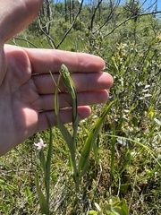 Platanthera blephariglottis