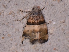 Cobubatha dividua