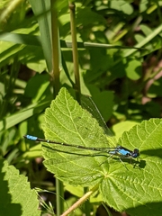 Chromagrion conditum