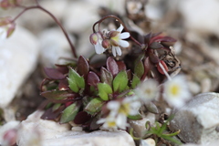 Draba praecox