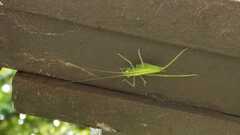 Meconema meridionale