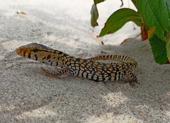 Varanus flavescens