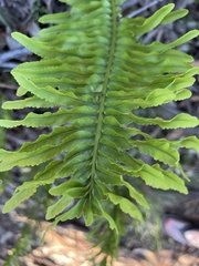 Polypodium pellucidum
