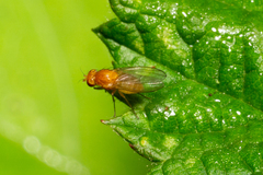 Sapromyzosoma quadricincta