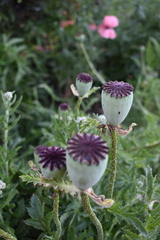 Papaver × pseudo-orientale