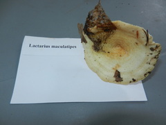 Lactarius maculatipes