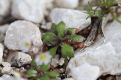Draba praecox