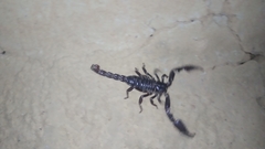 Deccanometrus bengalensis