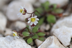 Draba praecox