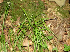 Carex cumberlandensis