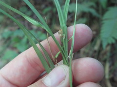 Carex cumberlandensis