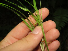 Carex cumberlandensis