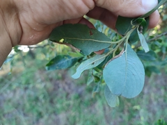 Euura leucosticta