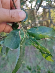 Euura leucosticta
