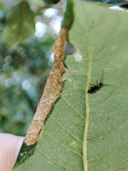 Euura leucosticta
