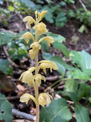 Corallorhiza striata vreelandii