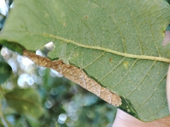 Euura leucosticta
