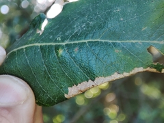 Euura leucosticta