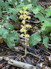 Corallorhiza striata vreelandii