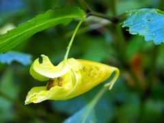 Impatiens tayemonii