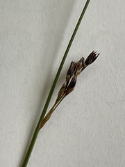 Juncus arcticus