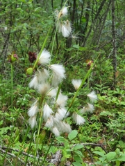 Eriophorum viridicarinatum