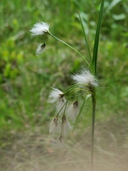 Eriophorum viridicarinatum