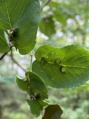 Blaesodiplosis canadensis