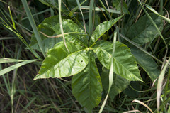 Aesculus × carnea