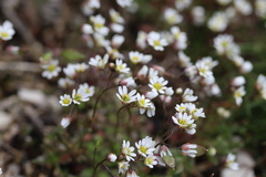 Draba praecox
