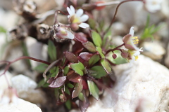 Draba praecox