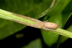 Tibelloides punctulatus